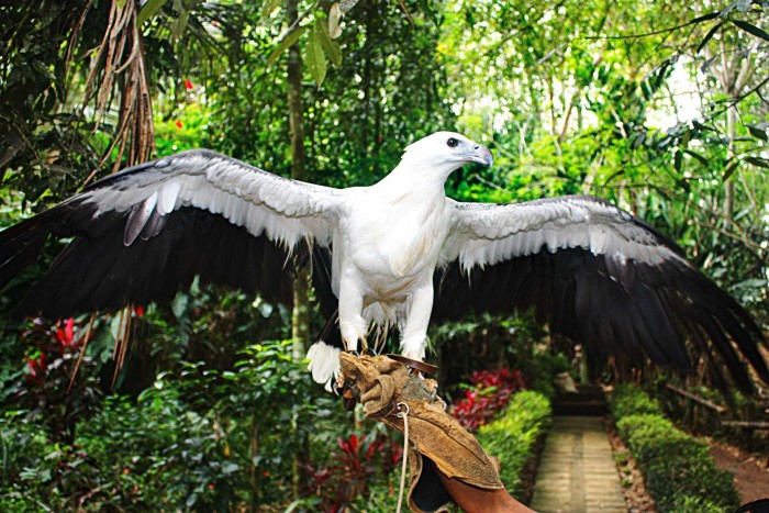 Chim đại bàng - một trong những biểu tượng Davao