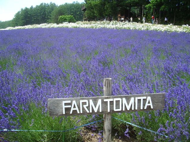 Tiger Air | Đại lý Tiger Airways | Phòng vé Tiger Airways