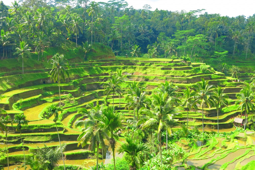 Tiger Air | Đại lý Tiger Airways | Phòng vé Tiger Airways