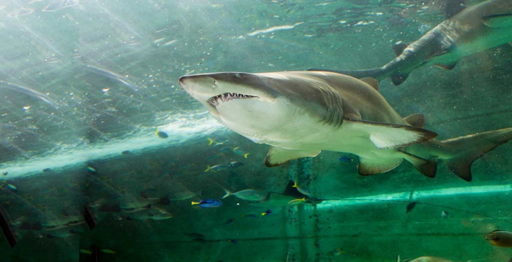 Tiger Air | Đại lý Tiger Airways | Phòng vé Tiger Airways