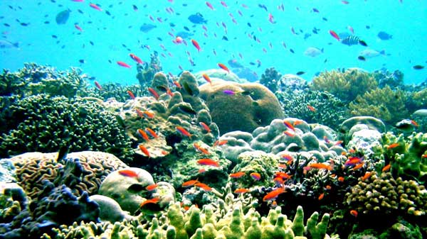 Rạn san hô Great Barrier,