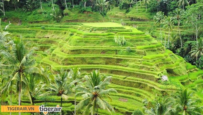 Ruộng bậc thang Tegalalang