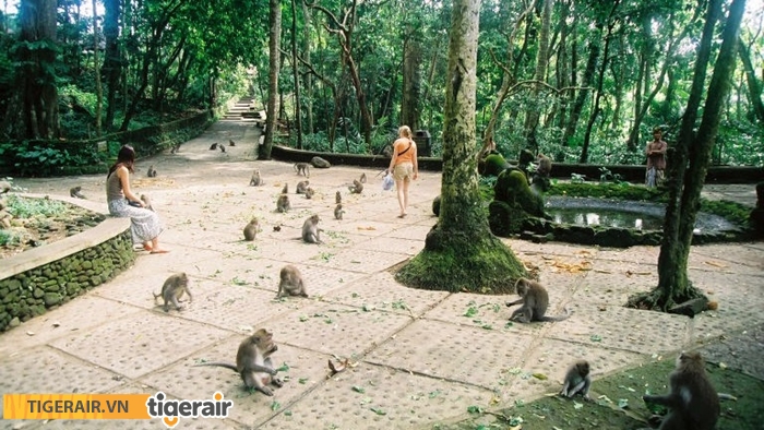 Monkey Forrest Ubud